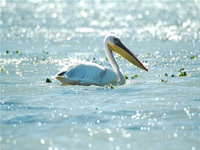 Fotografii Delta Dunarii, foto Delta Dunarii, pictures Danube Delta